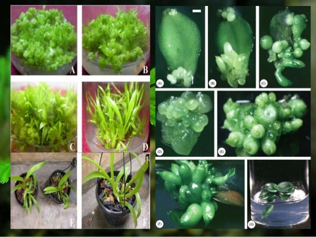 Micropropagation of orchids pdf